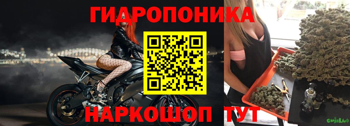 Каннабис индика Фрязино